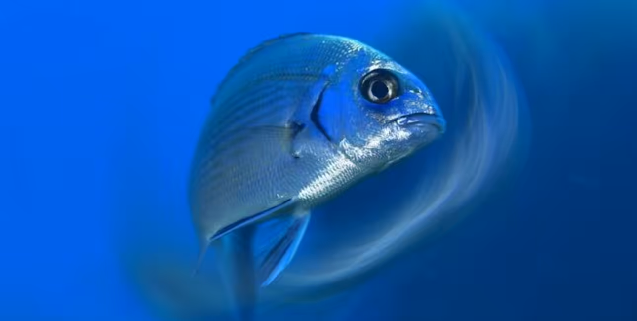 Poisson coloré évoluant dans un environnement marin vibrant et apaisant. Faune sous-marine fascinante.