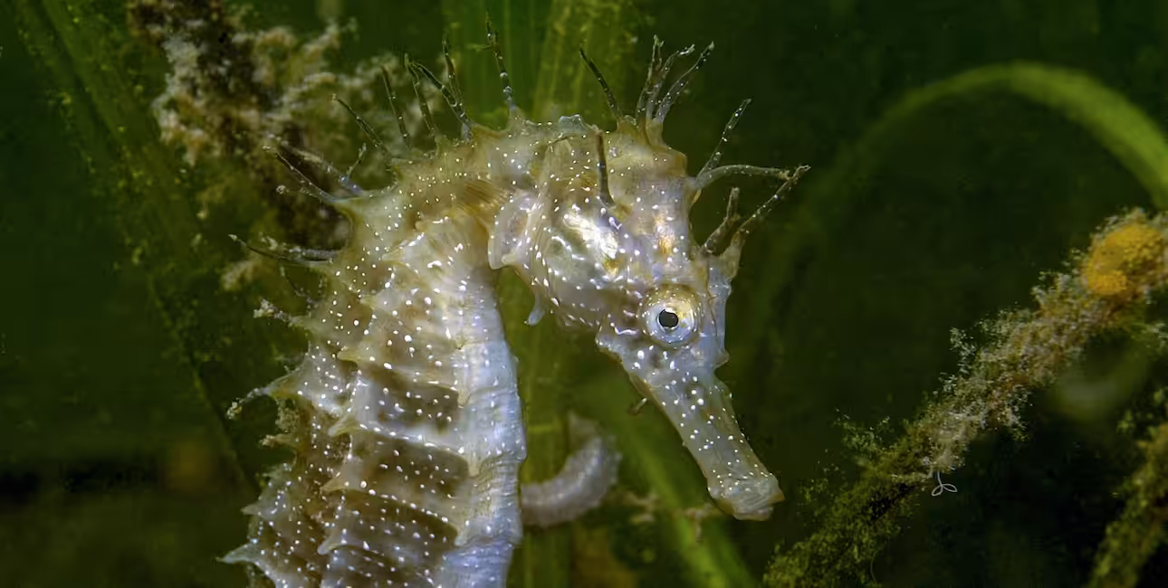 Hippocampe majestueux évoluant dans un habitat sous-marin riche en végétation.