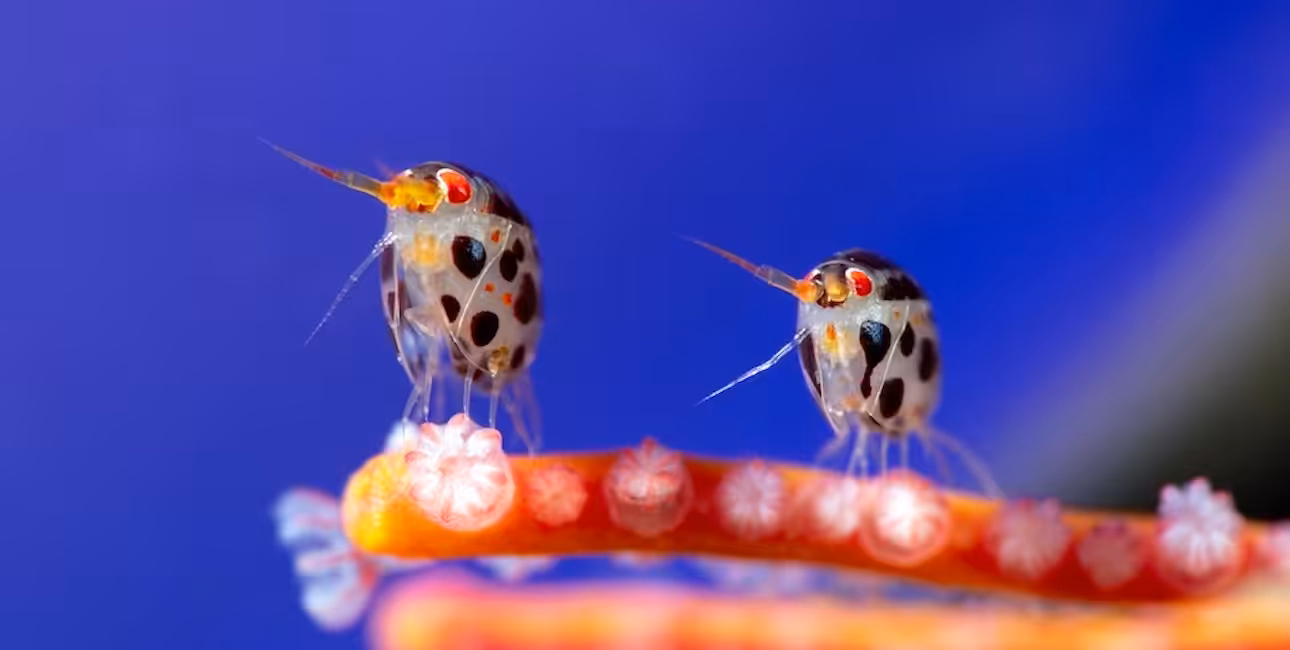 © yury ivanov the ocean photographer of the year 2025 bandeau