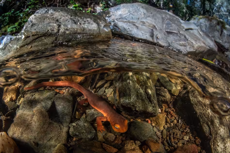 Un salamandre orange évoluant parmi les rochers au bord d'un ruisseau sous-marin.