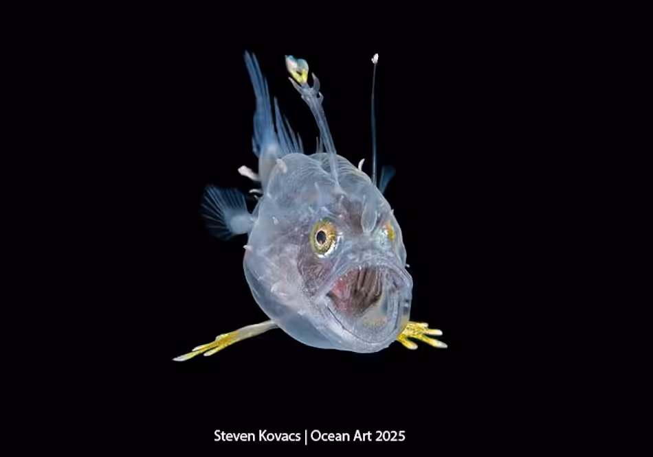 Poisson transparent aux yeux brillants, illustrant la biodiversité fascinante des profondeurs marines.