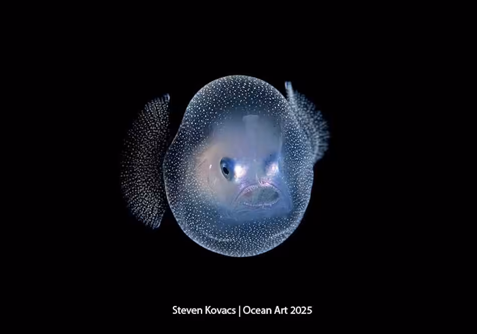Un poisson transparent aux yeux brillants, révélant la beauté mystérieuse du monde sous-marin.