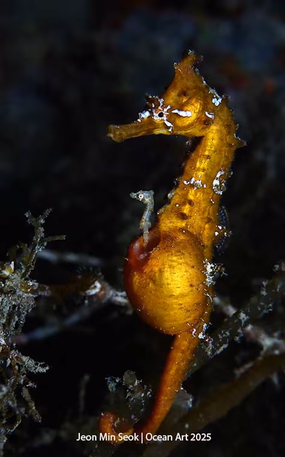 Un hippocampe orange se camoufle parmi les algues, illustrant la beauté de la vie sous-marine.