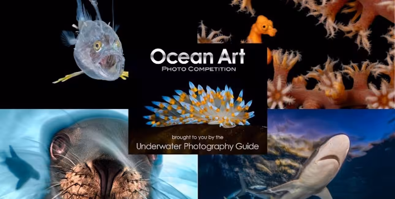 Compétition photo sous-marine mettant en avant la biodiversité marine et l'équipement de plongée.