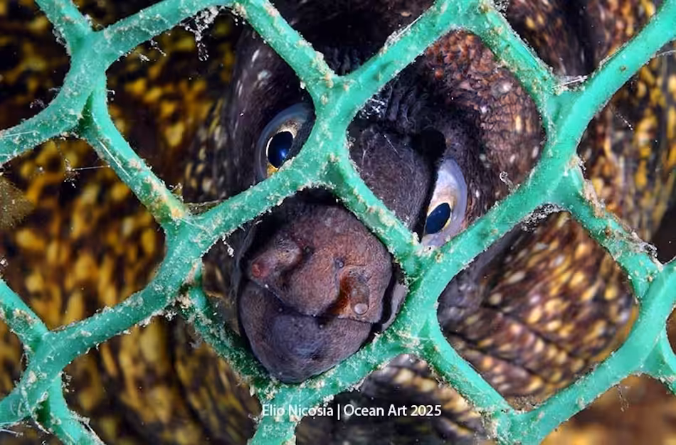 Une murène curieuse observe à travers un filet sous-marin, révélant la beauté de la vie marine.