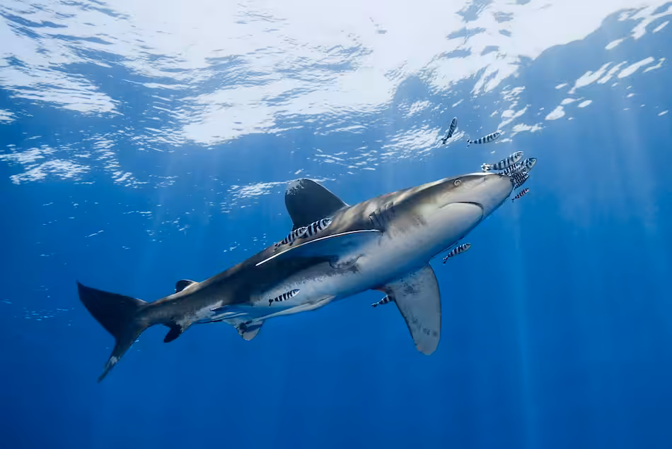 Un requin majestueux nage dans des eaux cristallines, accompagné de poissons colorés, illustrant la beauté du monde sous-marin.