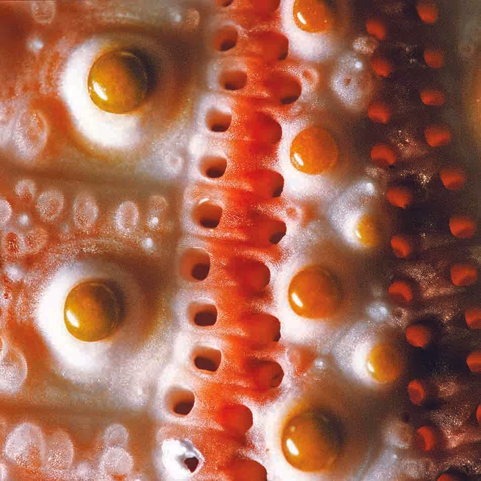 Détails colorés d'une étoile de mer, révélant la beauté du monde sous-marin.