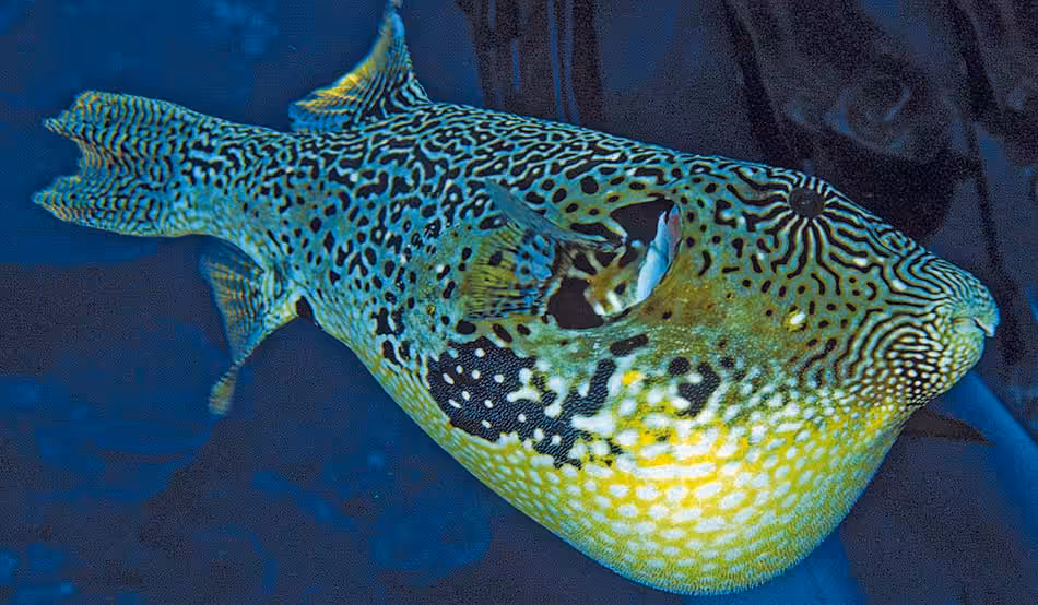 Poisson-lune coloré évoluant dans un récif corallien, captivant les plongeurs sous-marins.