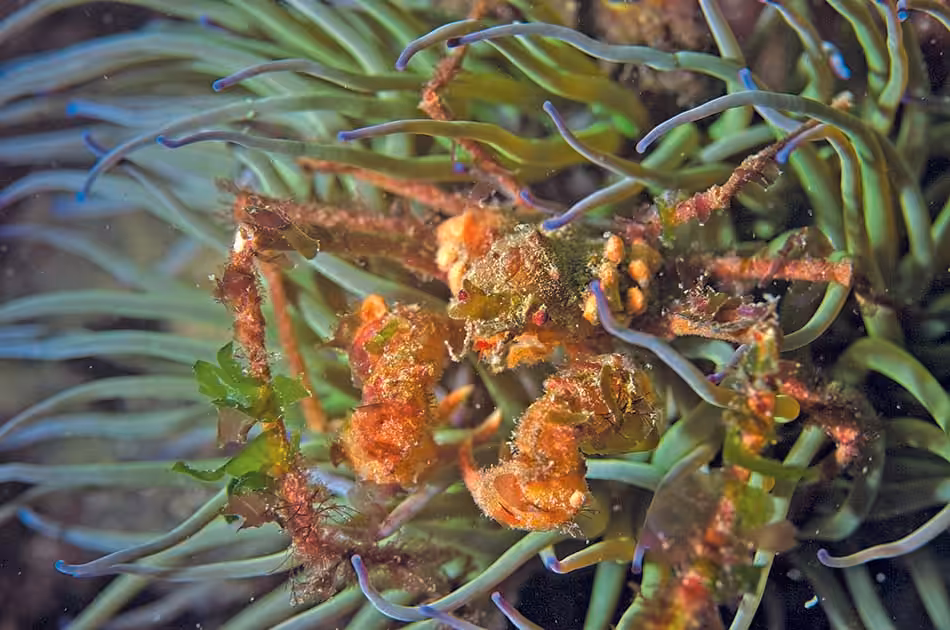 Un crustacé camouflé se fond harmonieusement parmi les anémones sous-marines colorées.