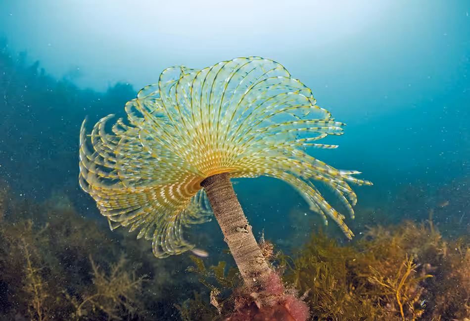 Un magnifique corail sous-marin vibrant, symbole de la biodiversité marine et de la plongée.