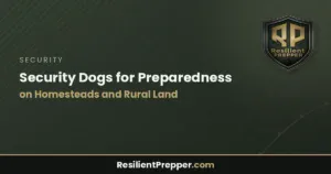 Read more about the article Security Dogs for Preparedness on Homesteads and Rural Land