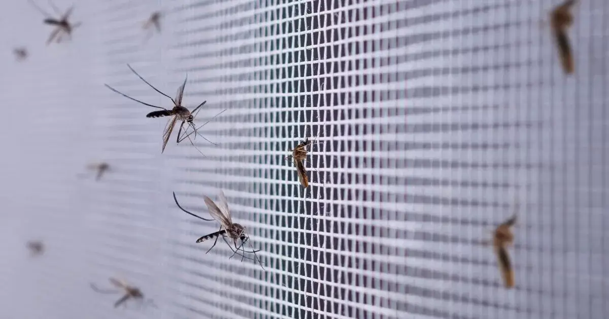 A screen enclosure prevents mosquitoes from entering a pool area.