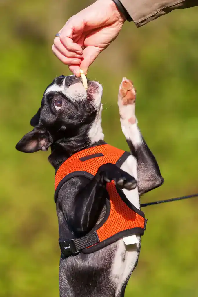 Dog catching treat mid-air during playtime.