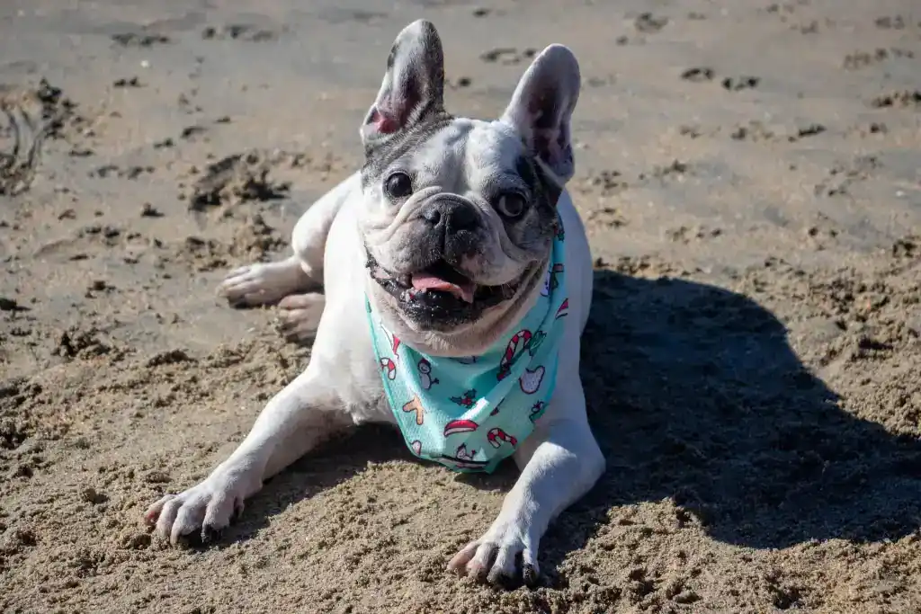French Bulldog lying on sandy beach with Snort Pack bandana, enjoying sunny day.