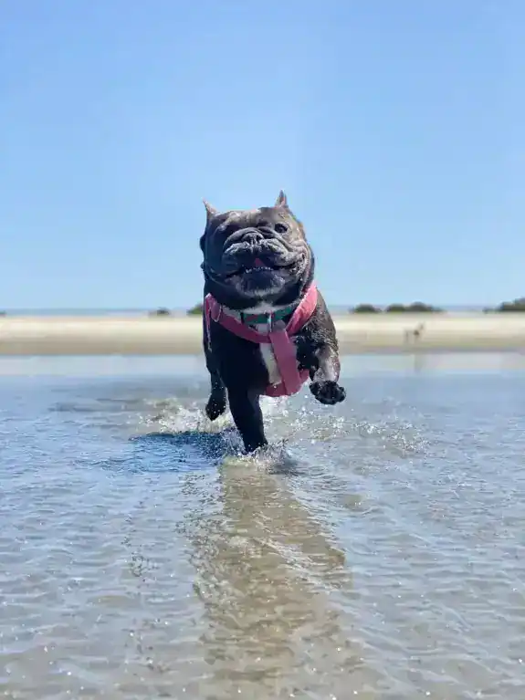 dog on beach