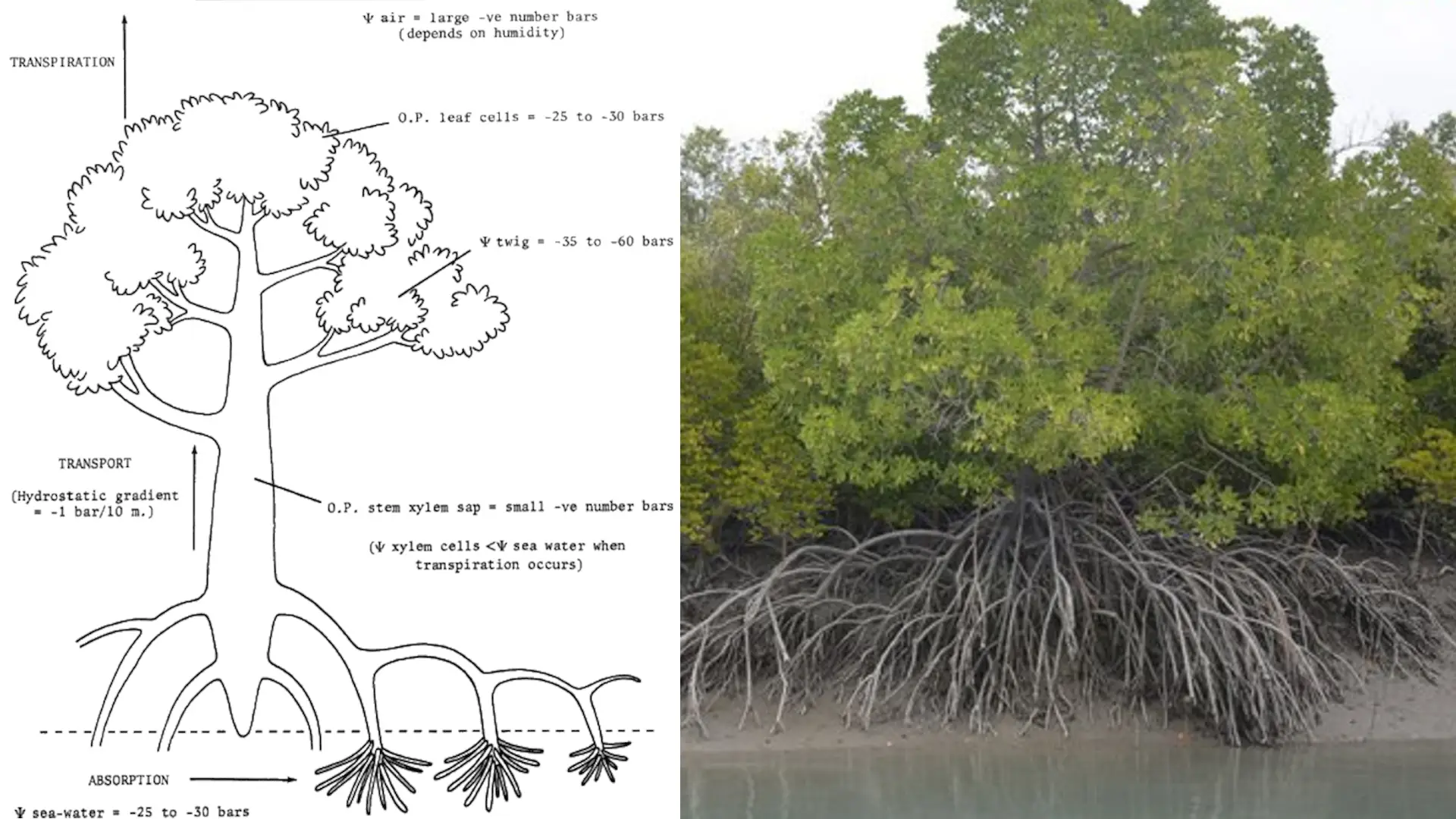 mangroves can absorb salinity from water