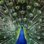 the return of peacocks to bangladesh’s sal forests a bold step toward ecological restoration