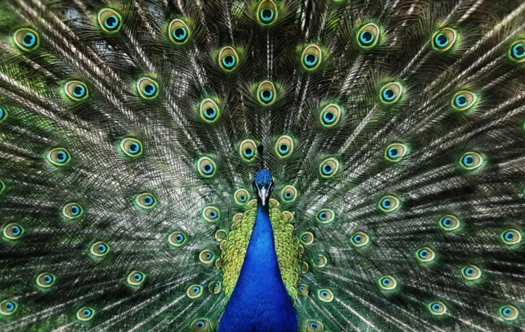 the return of peacocks to bangladesh’s sal forests a bold step toward ecological restoration