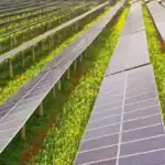 double crop under solar panels, the rise of agrivoltaics in climate resilient agriculture