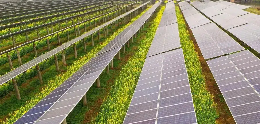 double crop under solar panels, the rise of agrivoltaics in climate resilient agriculture