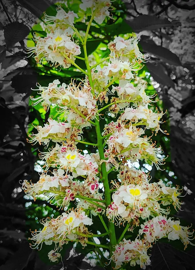 landscape flowers