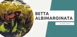 Betta Albimarginata guide