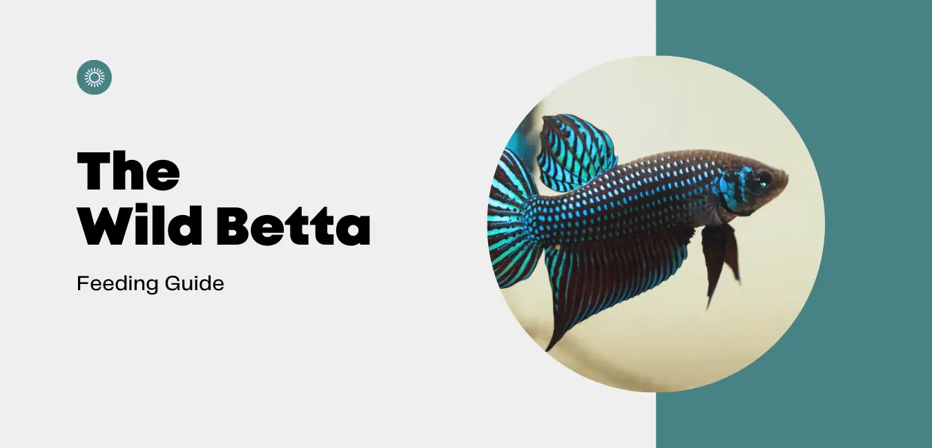 Betta feeding outlet