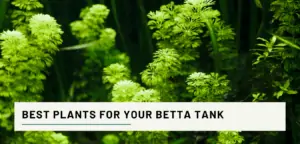 best betta fish plants