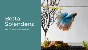 betta splendens