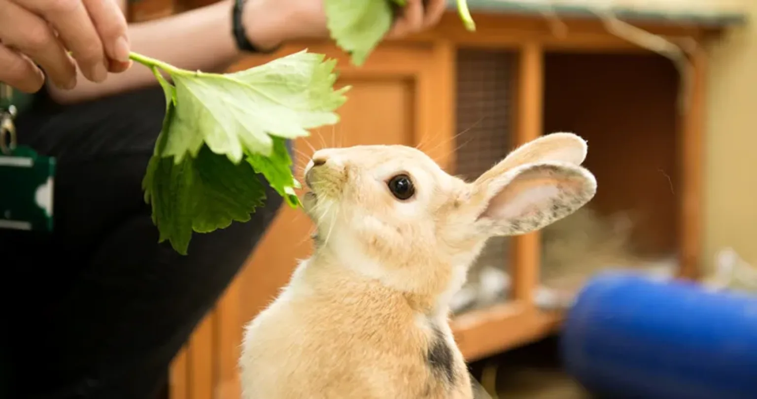 How many rabbits should you keep? Woodgreen Pets Charity