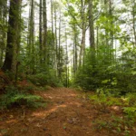 Athol - Miller’s Woods and River Bend - 06