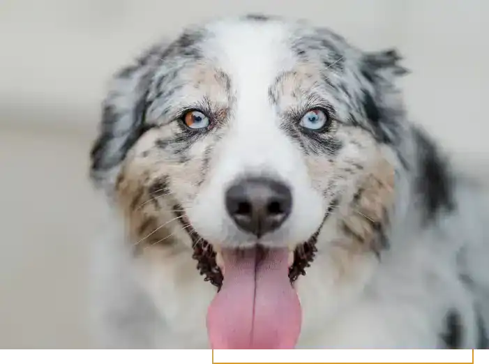 Australian Shepherd dog with striking blue eyes and a happy expression.