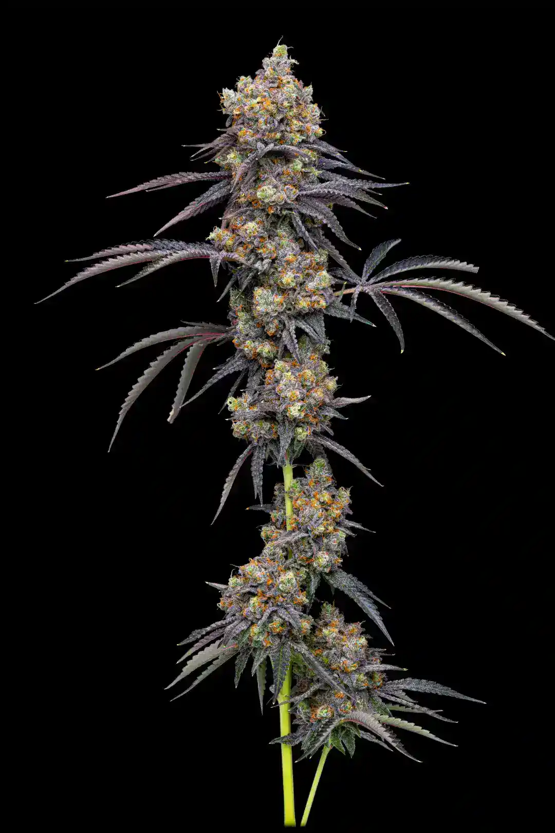 Purple cannabis plant with dense buds and dark purple leaves.