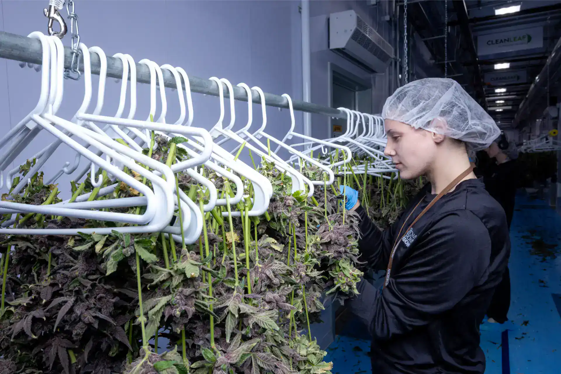 Young woman inspecting hydroponic lettuce in indoor farm.