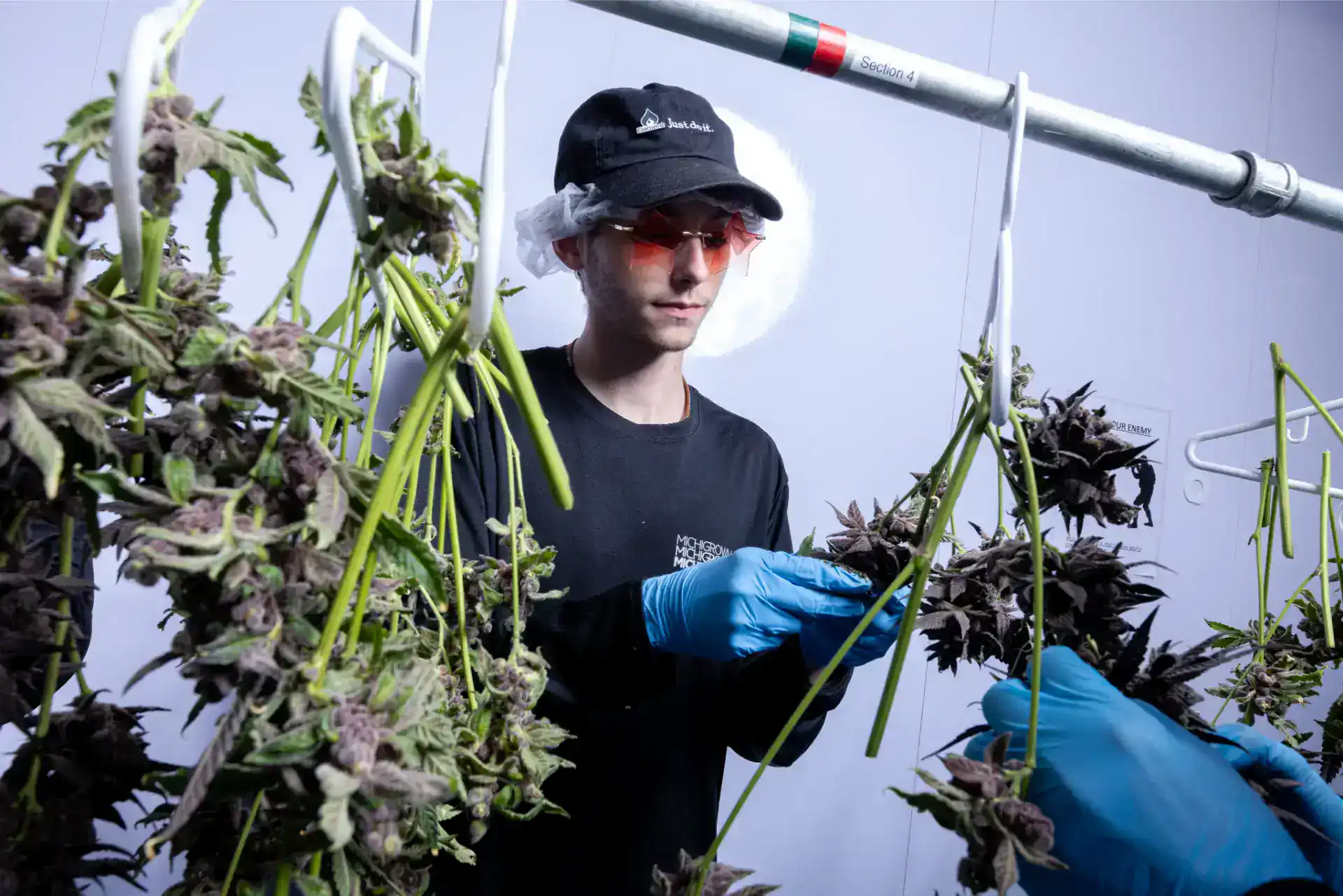 Person inspecting cannabis plants in indoor grow room with grow lights.