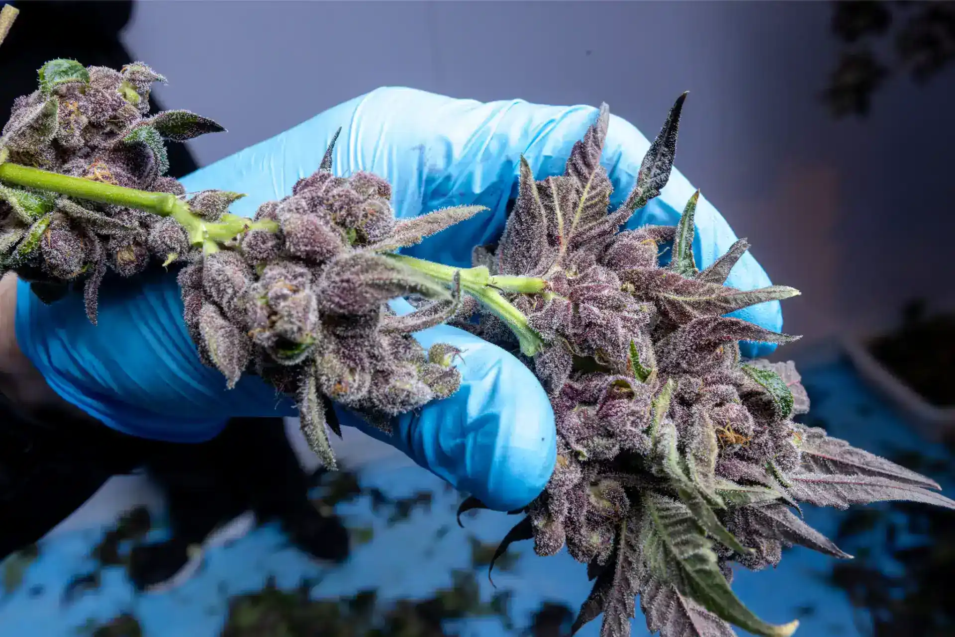 Cannabis buds being handled with blue gloves in cultivation process.