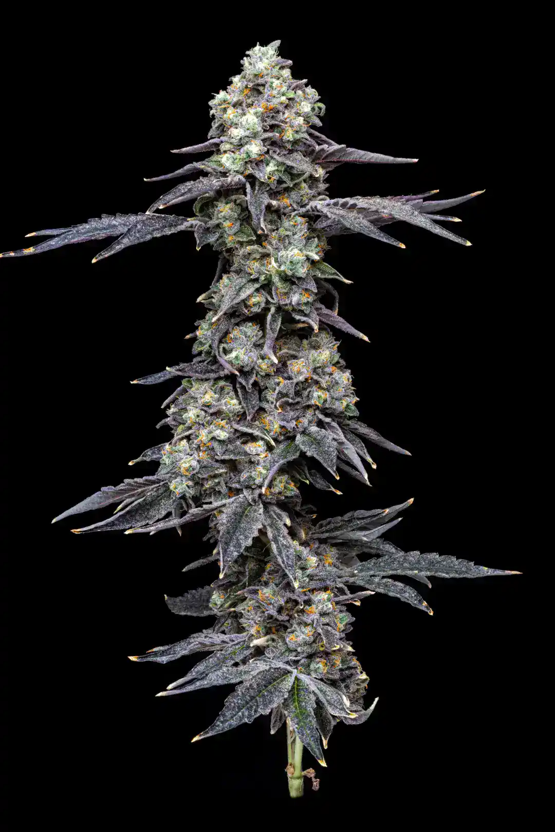 Purple Onyx
