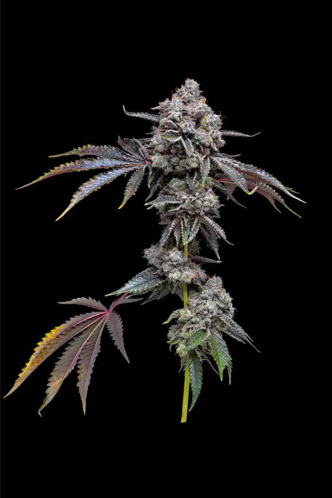 Strawberry Mentz