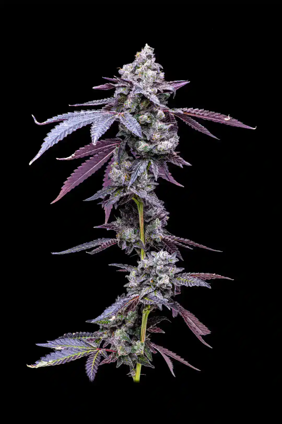 Sherbcream Pie (Sherblato)
