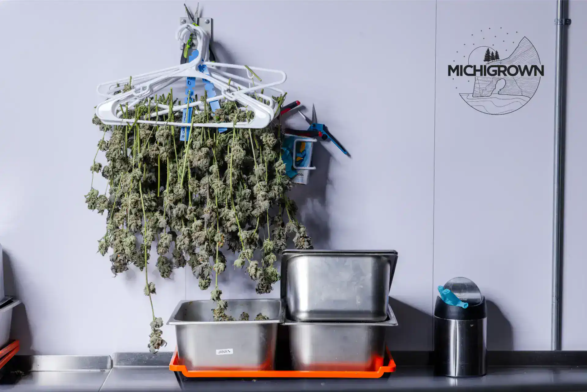 Cannabis buds hanging to dry in a Michigan-grown facility.