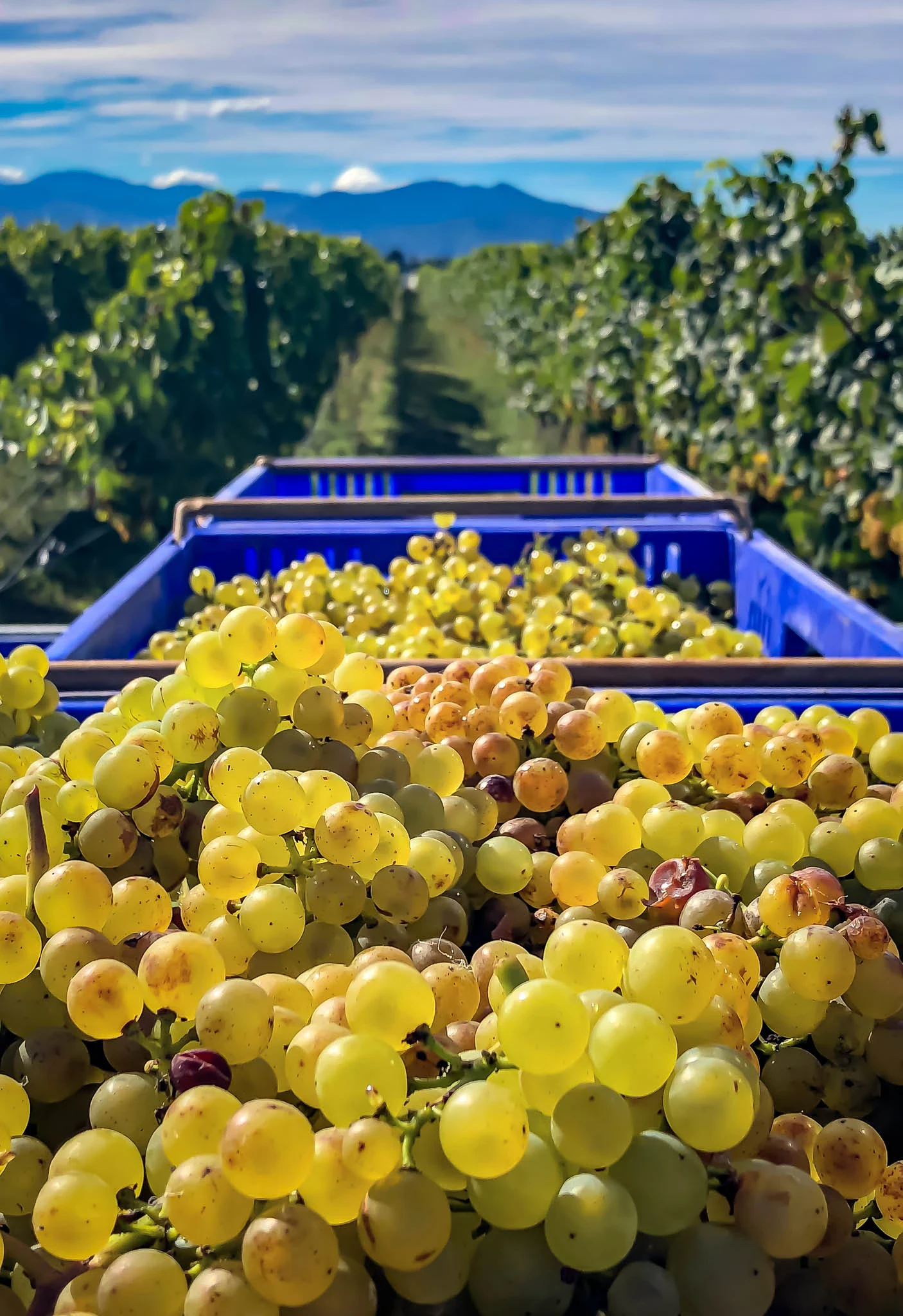 What Is Viticulture And How Does It Impact Wine