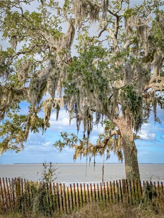 Spanish moss draped oak trees along the coast of Jekyll Island in the Golden Isles of Georgia, with a wooden fence and water in the background.