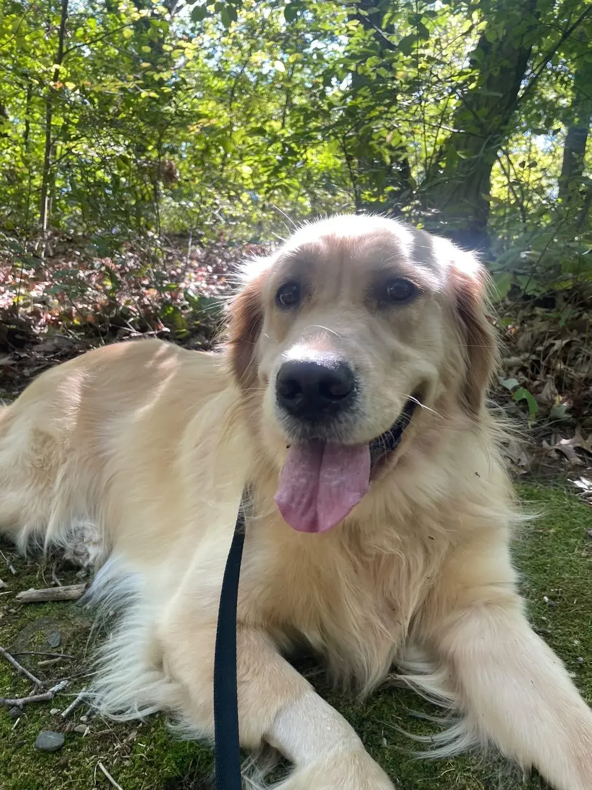 Golden retriever dog, trained with a leash, lying on a forest path, tongue out, surrounded by green foliage under sunlight.