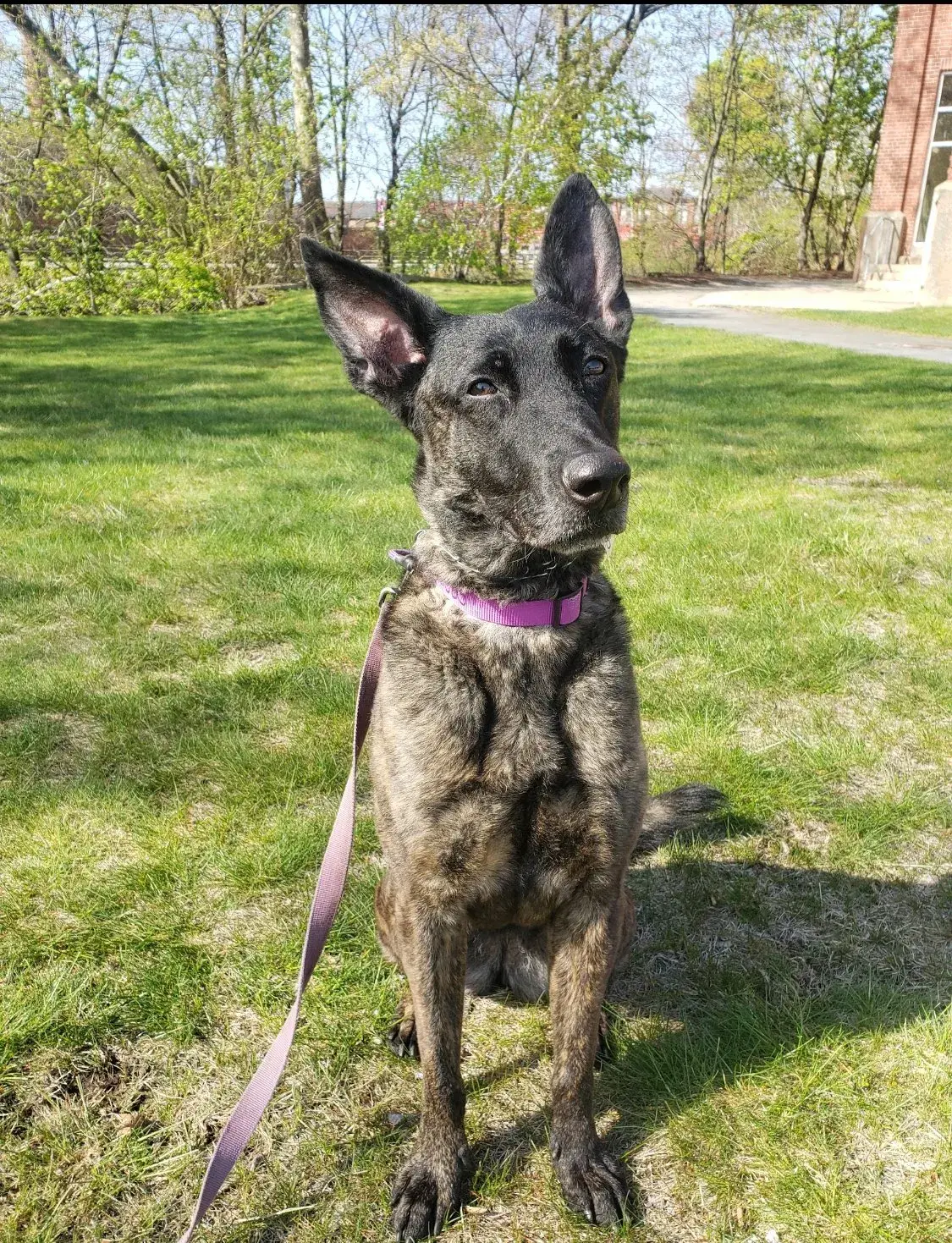 A black dog with erect ears, possibly in dog training, wearing a pink collar sits on grass, looking attentively to the side, with trees and a red brick building in the background.
