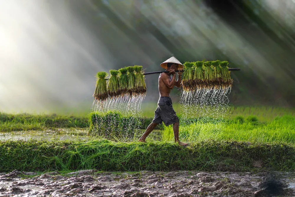 rice farmer in rice fields