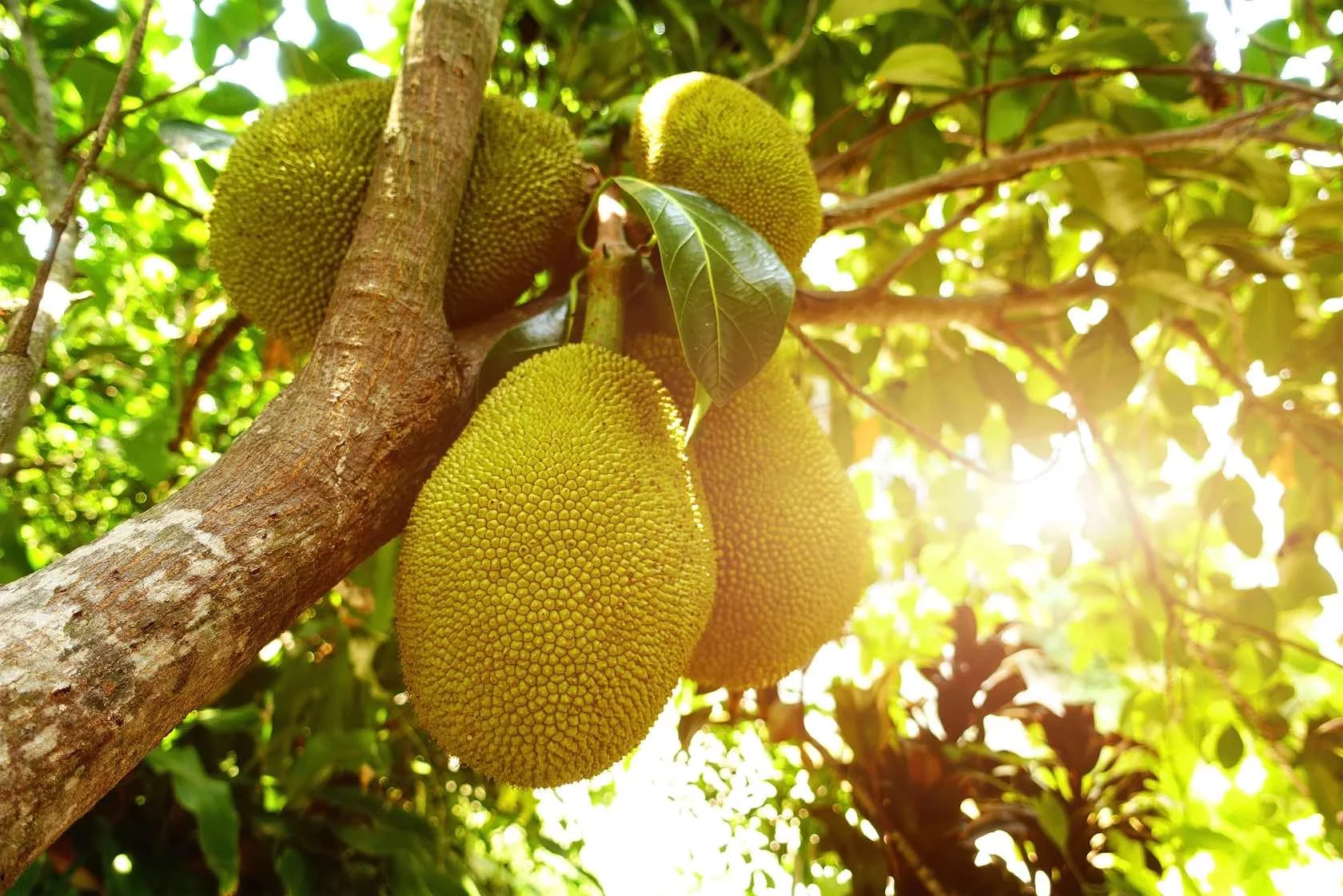Jackfruit