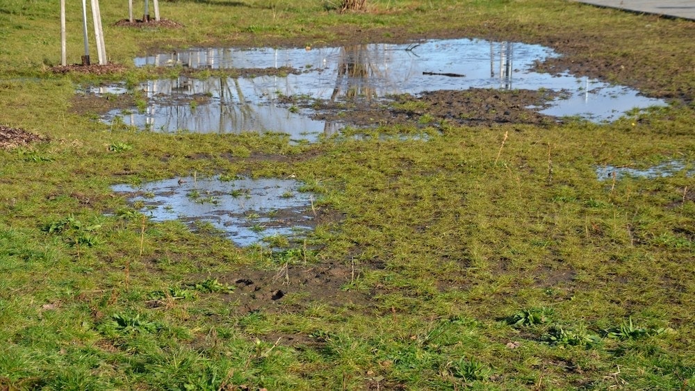 Wet grass with puddles | Can GPR Detect Organic Matter? | US Radar