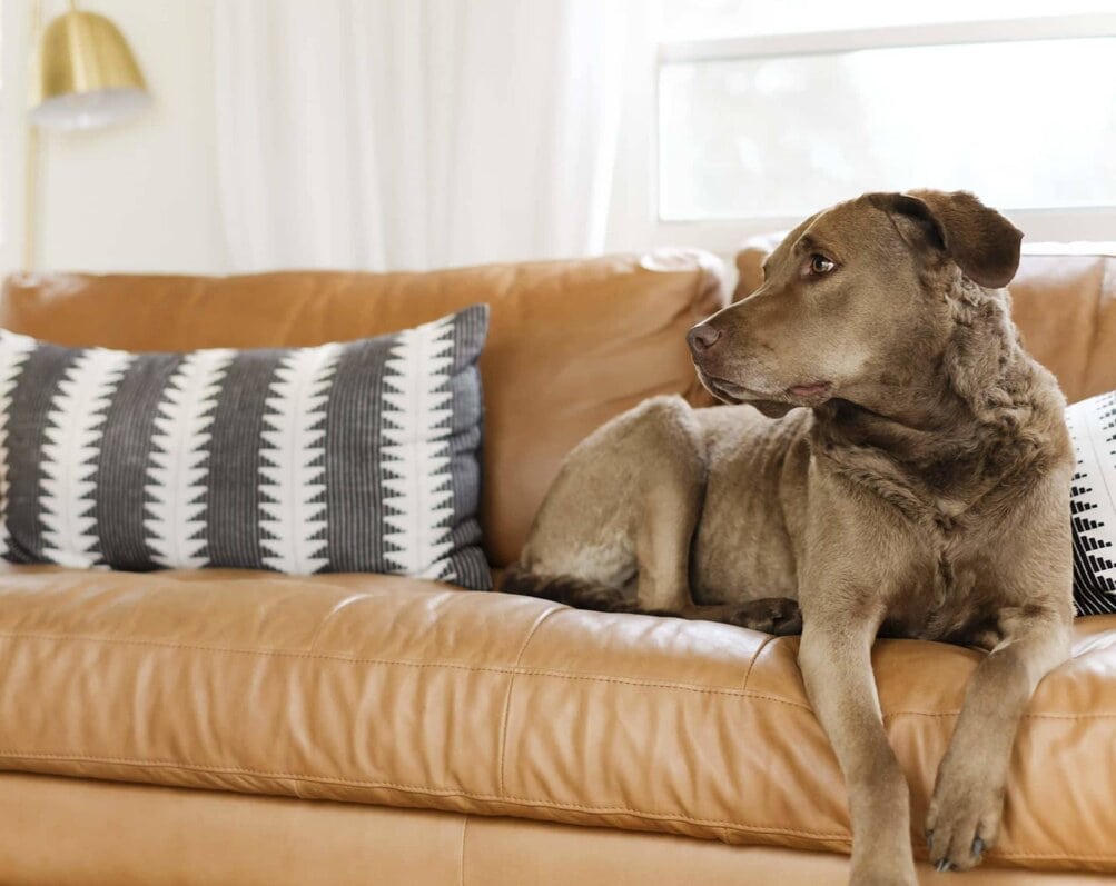 Protect Leather Sofa From Dog Review Home Co