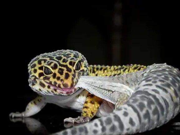 Why Do Leopard Geckos Shed Their Skin Why Is My Gecko Pale And