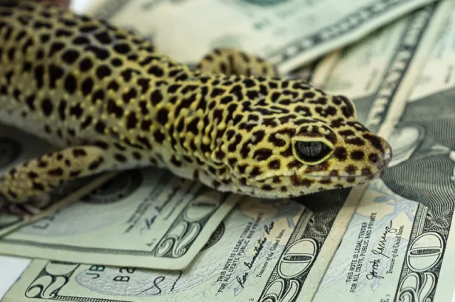 How Much Does A Leopard Gecko Cost Leopard Gecko Habitat
